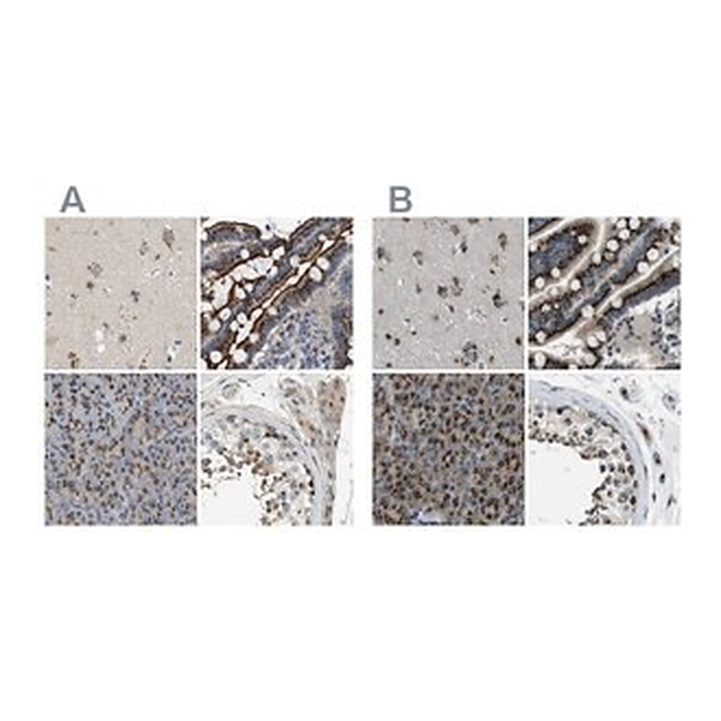 Merck Anti-ZFPL1 antibody produced in rabbit