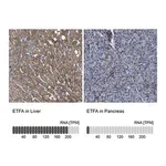 Merck Anti-ETFA antibody produced in rabbit