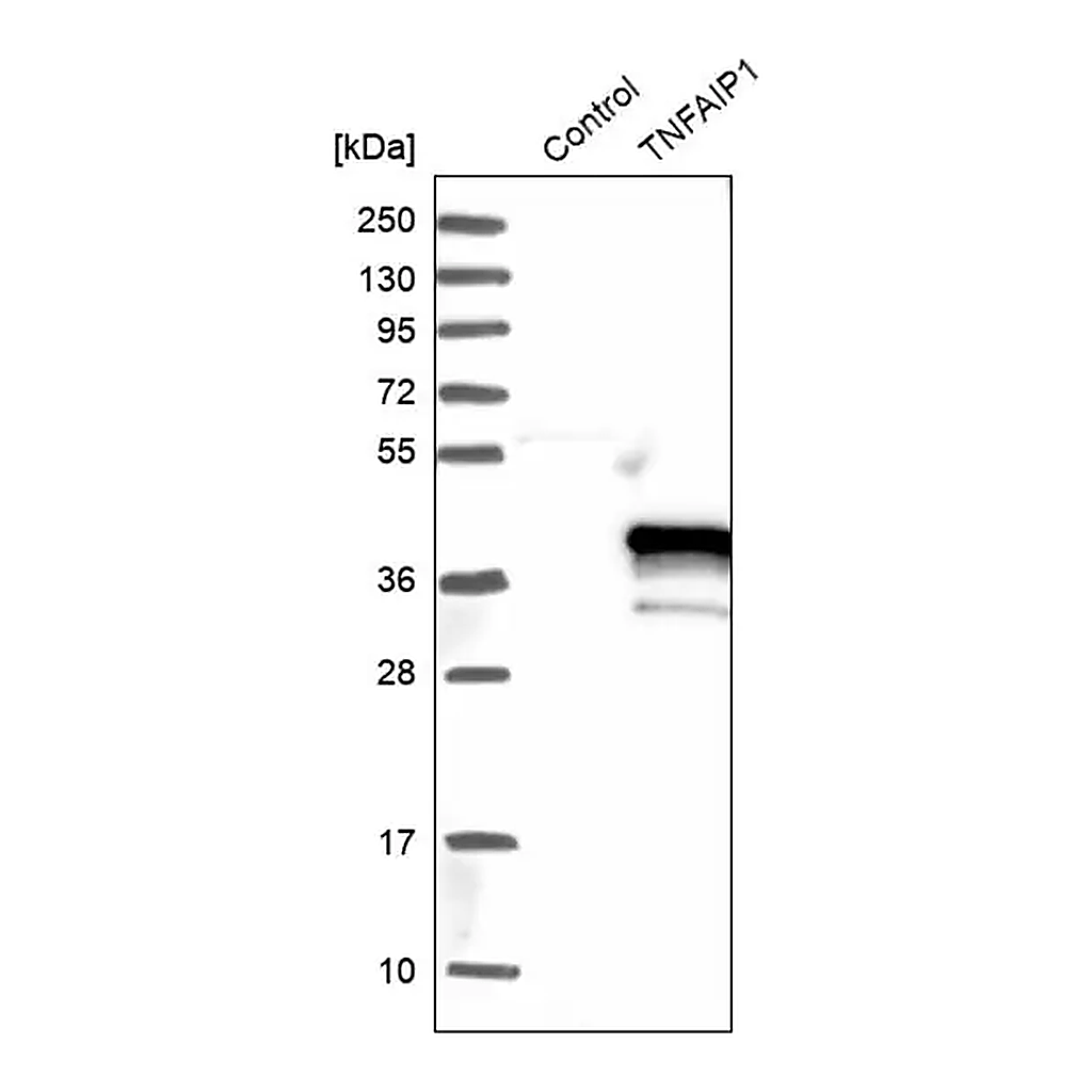 Merck Anti-TNFAIP1 antibody produced in rabbit