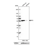 Merck Anti-IRF3 antibody produced in rabbit