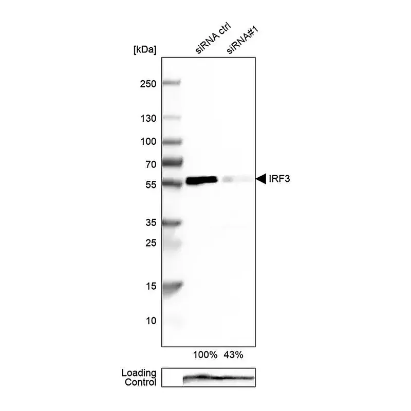 Merck Anti-IRF3 antibody produced in rabbit