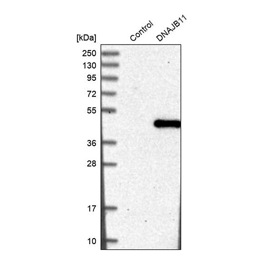 Merck Anti-DNAJB11 antibody produced in rabbit