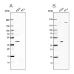Merck Anti-GALK1 antibody produced in rabbit