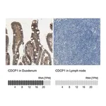 Merck Anti-CDCP1 antibody produced in rabbit