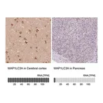Merck Anti-MAP1LC3A antibody produced in rabbit