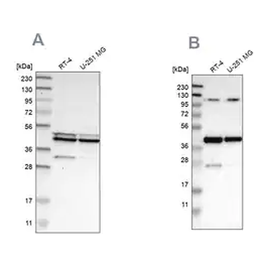 Merck Anti-CFAP36 antibody produced in rabbit