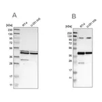 Merck Anti-CFAP36 antibody produced in rabbit