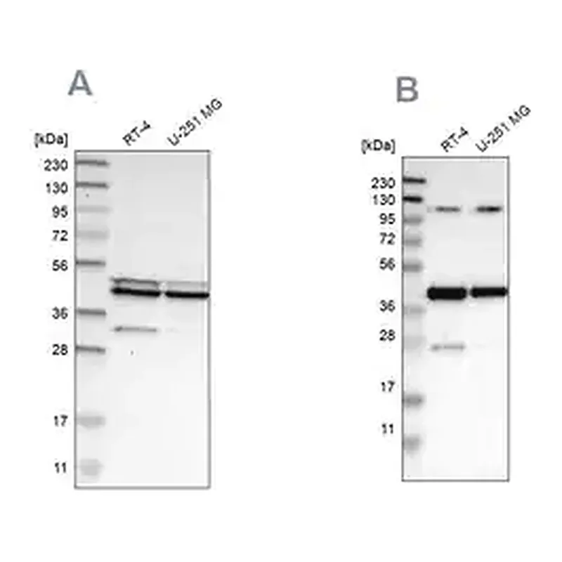 Merck Anti-CFAP36 antibody produced in rabbit