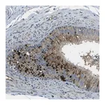 Merck Anti-PXYLP1 antibody produced in rabbit