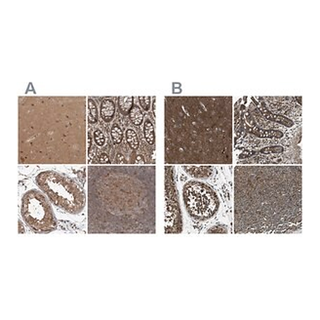 Merck Anti-ARHGEF11 antibody produced in rabbit