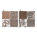 Merck Anti-ARHGEF11 antibody produced in rabbit