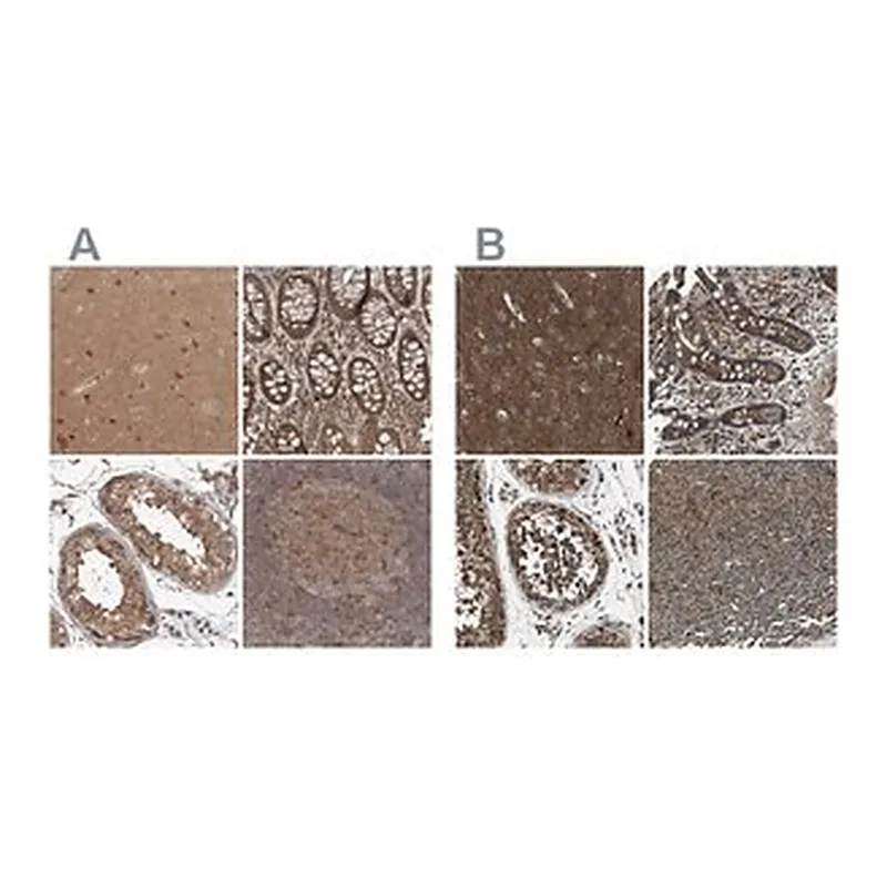 Merck Anti-ARHGEF11 antibody produced in rabbit