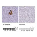 Merck Anti-INS antibody produced in rabbit