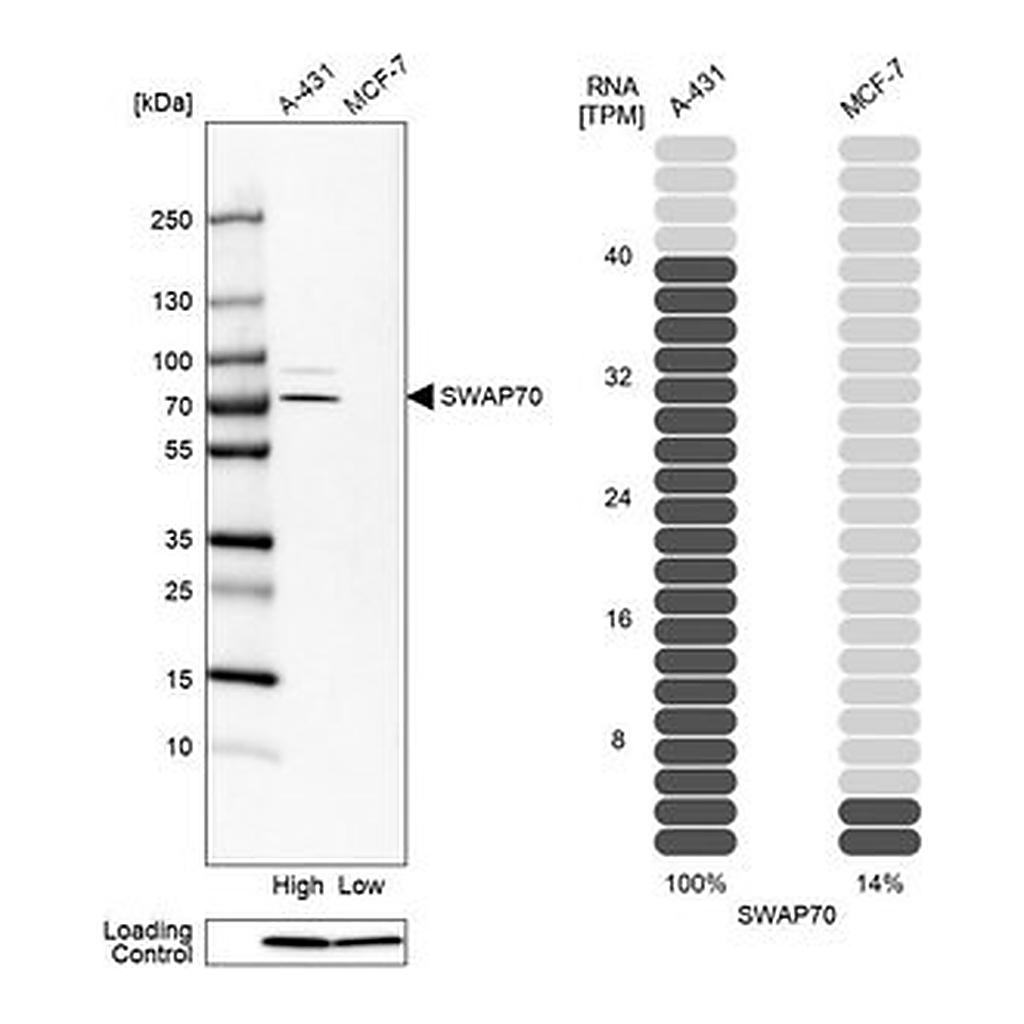 Merck Anti-SWAP70 antibody produced in rabbit