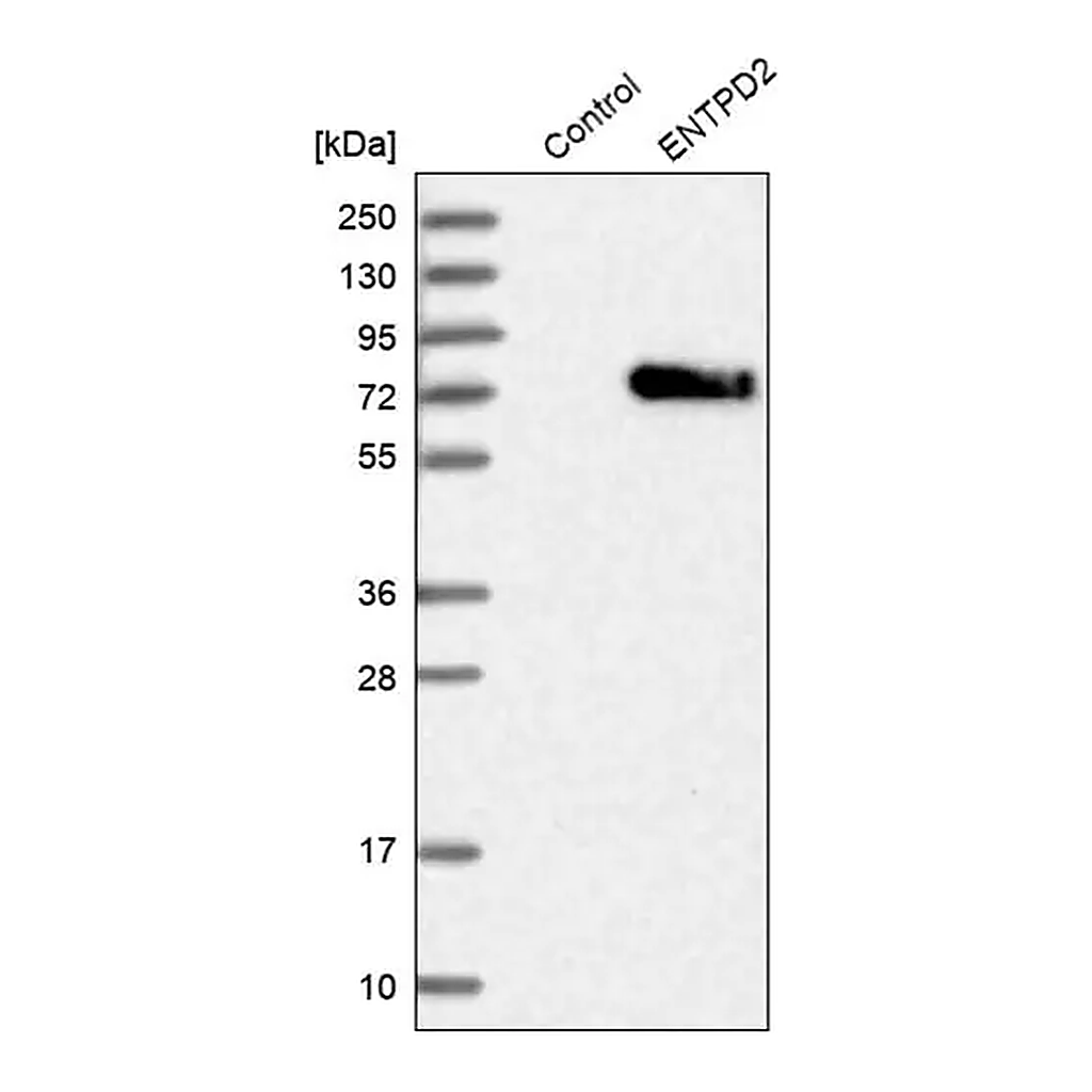 Merck Anti-ENTPD2 antibody produced in rabbit