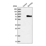 Merck Anti-ENTPD2 antibody produced in rabbit