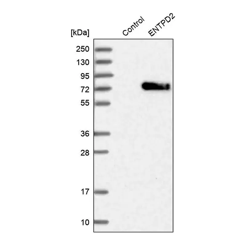 Merck Anti-ENTPD2 antibody produced in rabbit