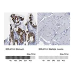 Merck Anti-GOLM1 antibody produced in rabbit