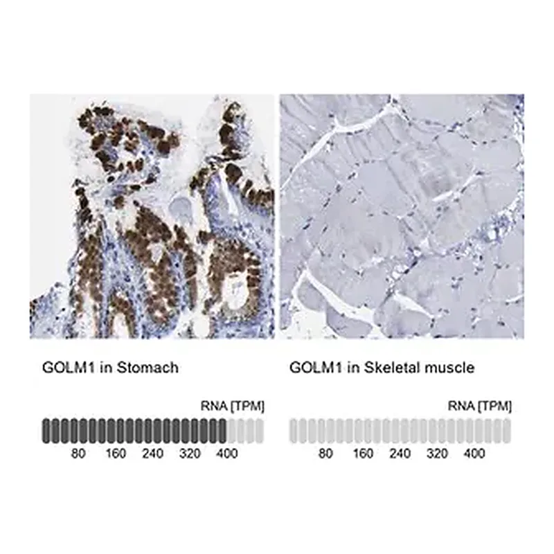 Merck Anti-GOLM1 antibody produced in rabbit