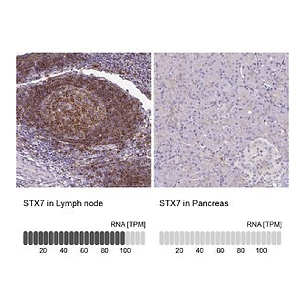 Merck Anti-STX7 antibody produced in rabbit