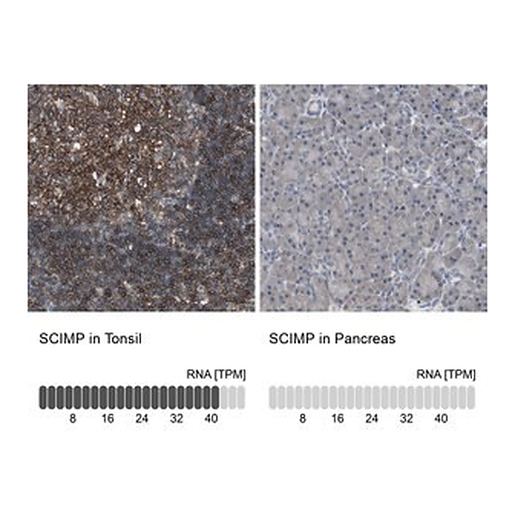 Merck Anti-SCIMP antibody produced in rabbit