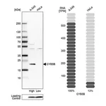 Merck Anti-CYB5B antibody produced in rabbit