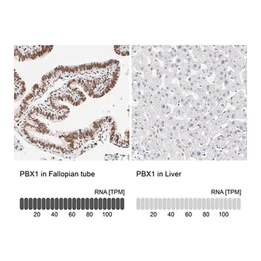 Merck Anti-PBX1 antibody produced in rabbit