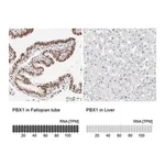 Merck Anti-PBX1 antibody produced in rabbit