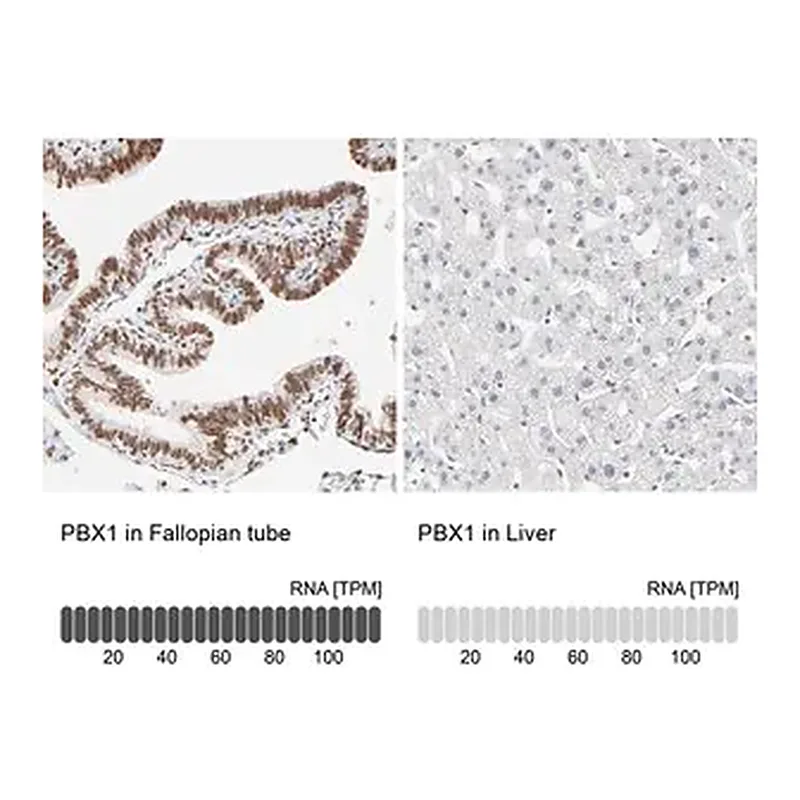 Merck Anti-PBX1 antibody produced in rabbit