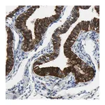 Merck Anti-SLC27A6 antibody produced in rabbit