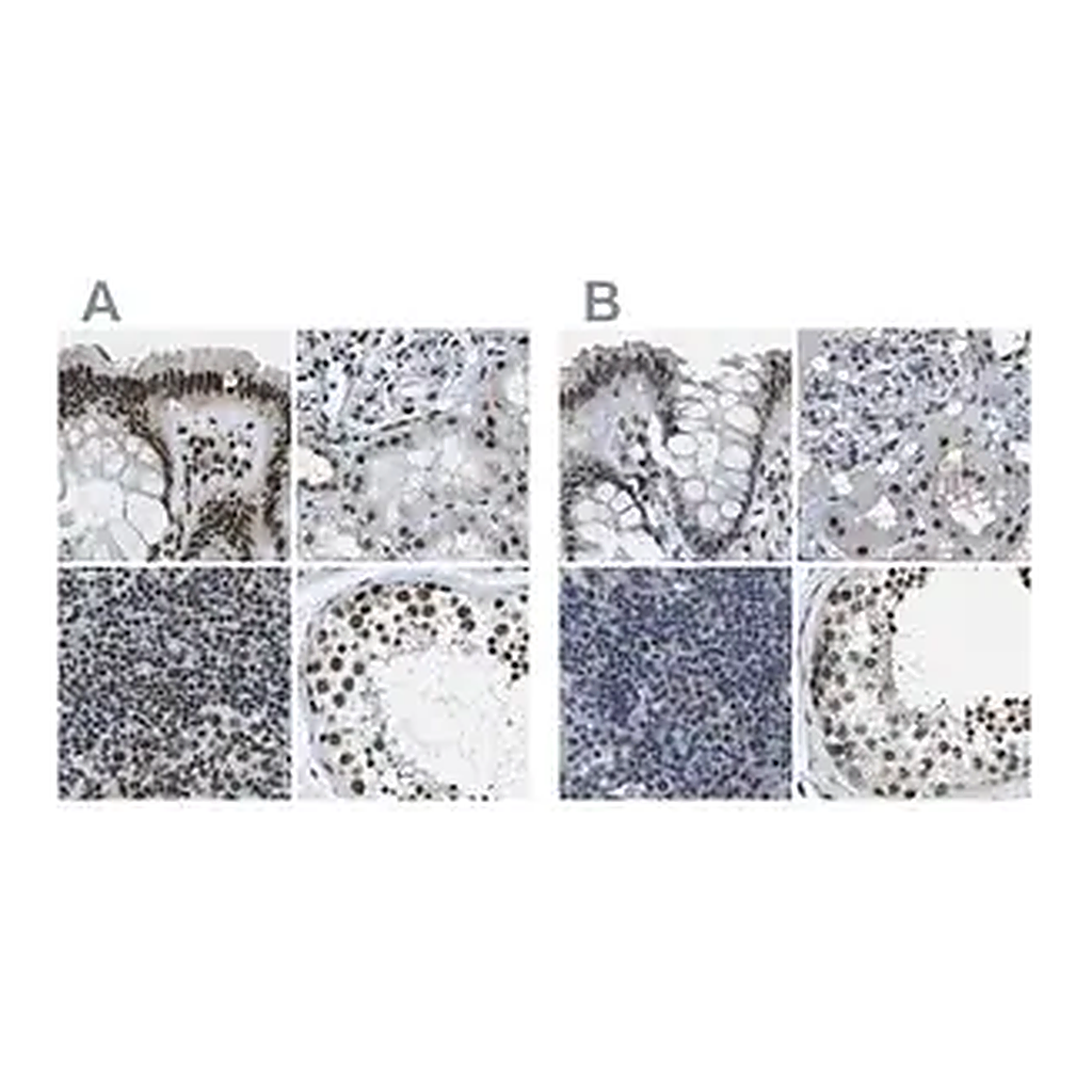 Merck Anti-NSRP1 antibody produced in rabbit
