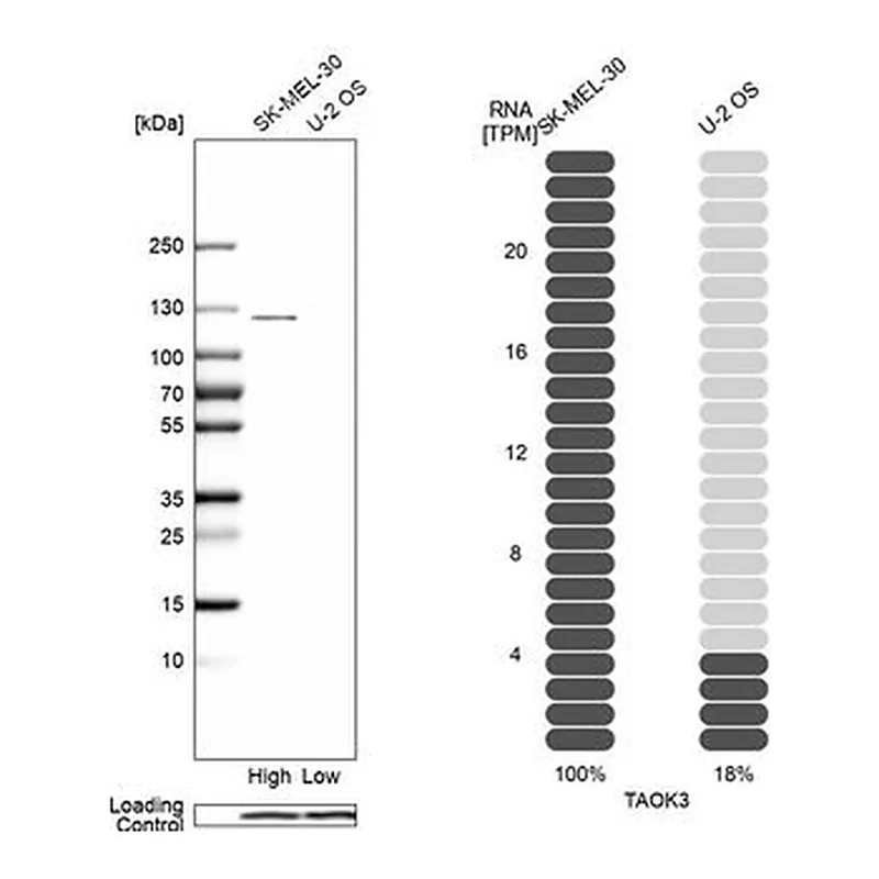 Merck Anti-TAOK3 antibody produced in rabbit