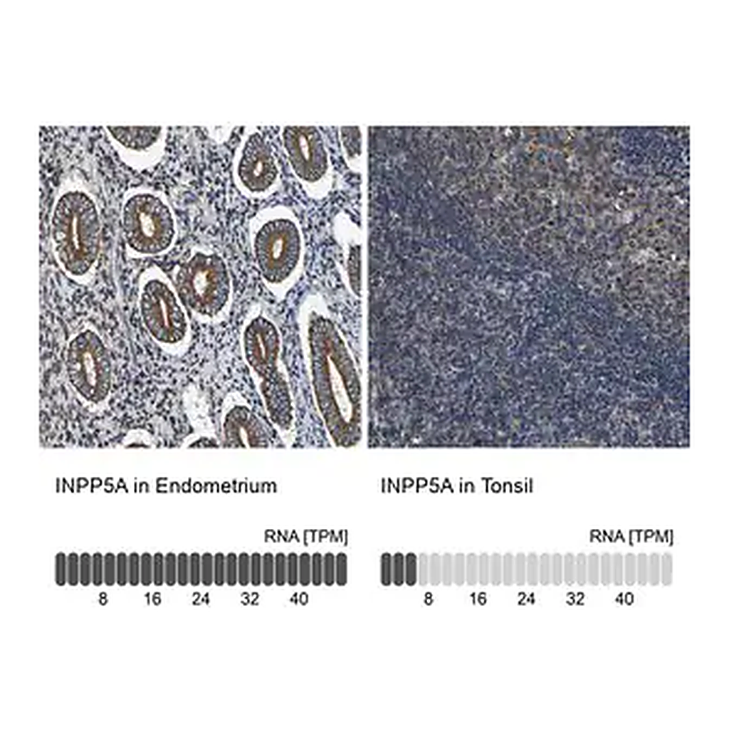 Merck Anti-INPP5A antibody produced in rabbit