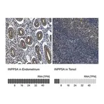 Merck Anti-INPP5A antibody produced in rabbit