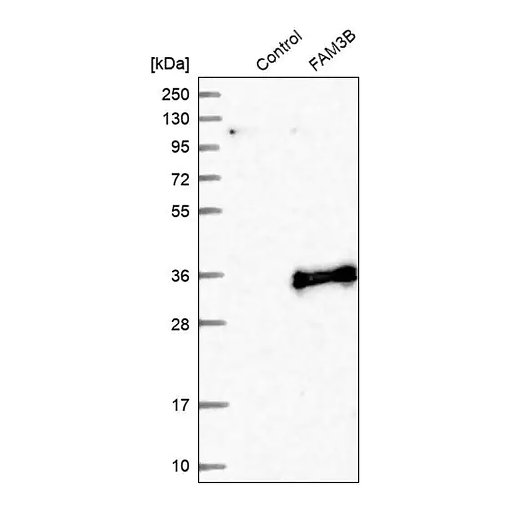 Merck Anti-FAM3B antibody produced in rabbit