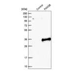 Merck Anti-FAM3B antibody produced in rabbit