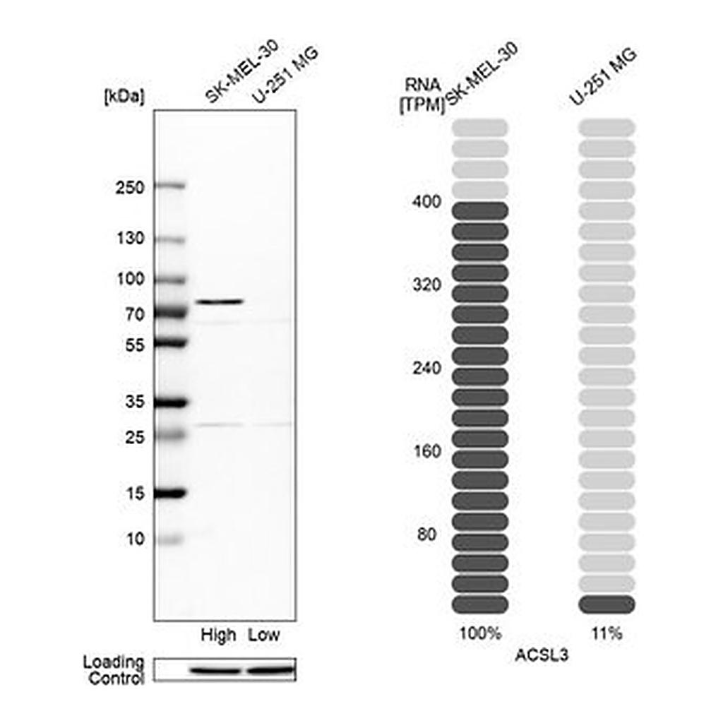 Merck Anti-ACSL3 antibody produced in rabbit