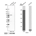 Merck Anti-ACSL3 antibody produced in rabbit