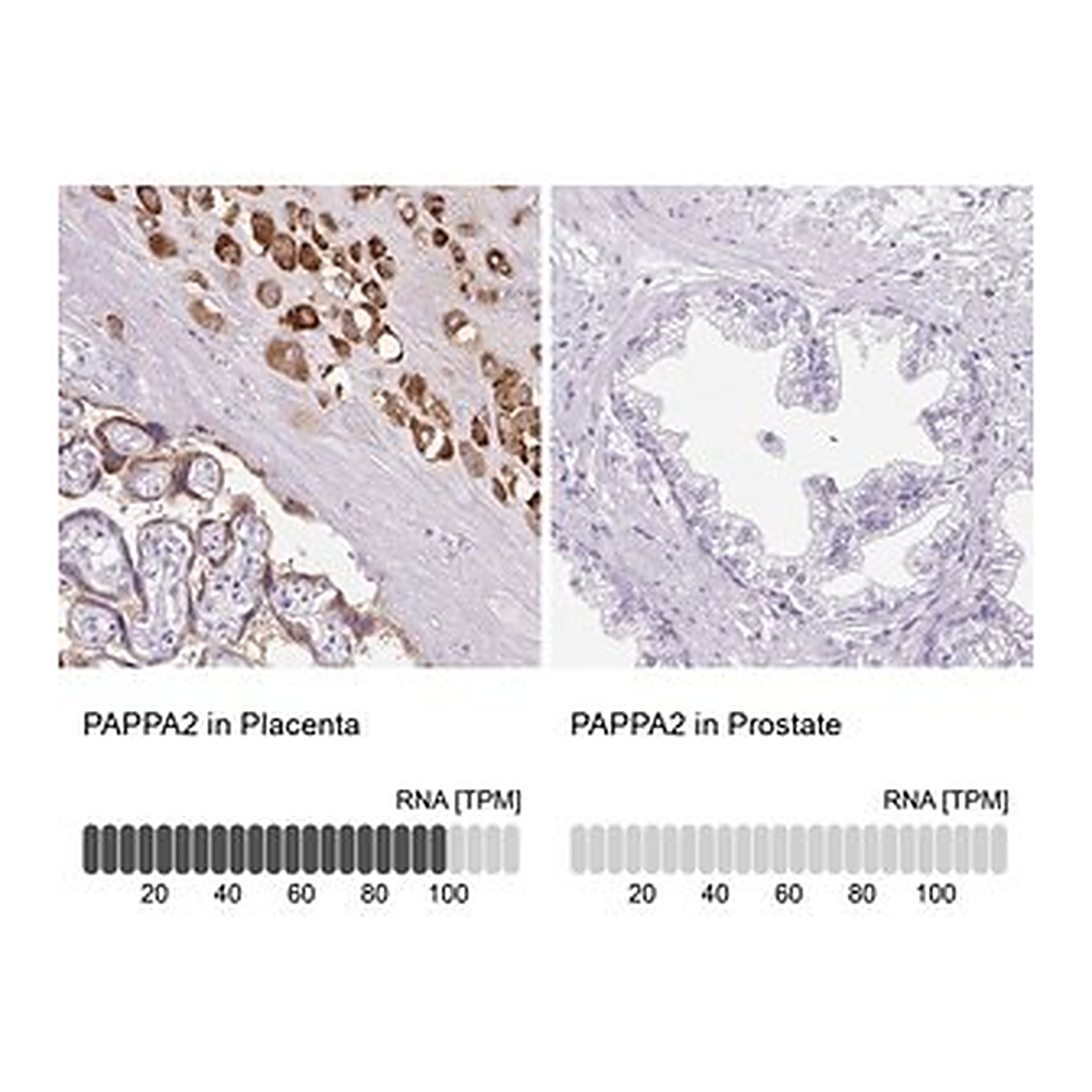 Merck Anti-PAPPA2 antibody produced in rabbit