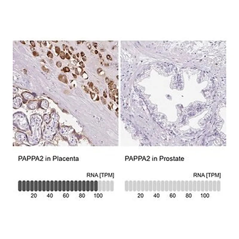 Merck Anti-PAPPA2 antibody produced in rabbit