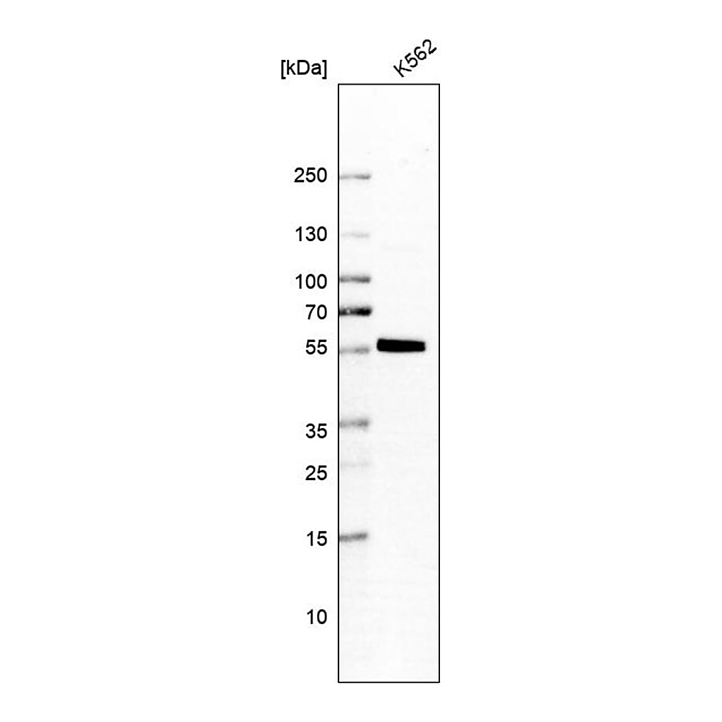 Merck Anti-SAMSN1 antibody produced in rabbit