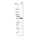 Merck Anti-SAMSN1 antibody produced in rabbit