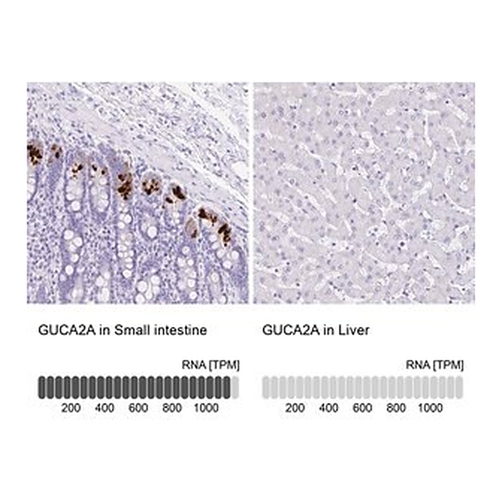 Merck Anti-GUCA2A antibody produced in rabbit