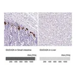 Merck Anti-GUCA2A antibody produced in rabbit