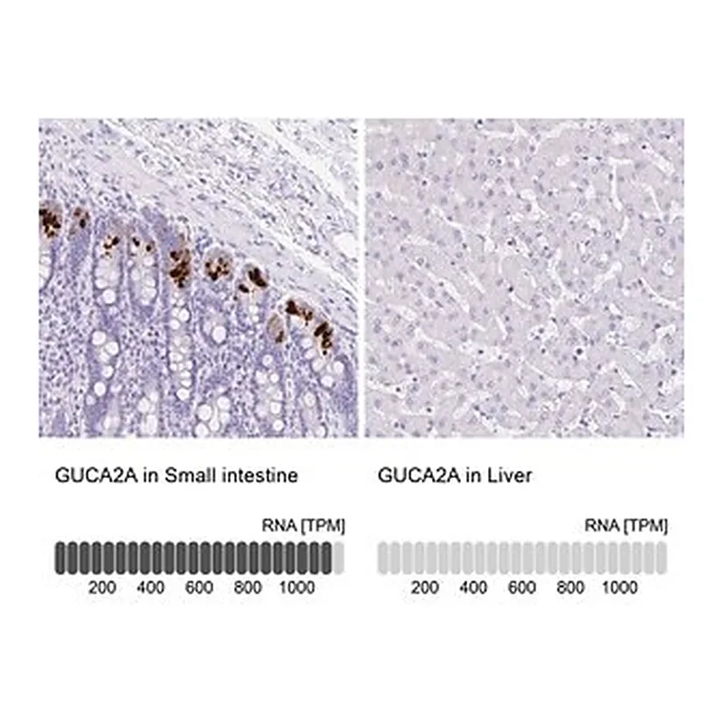 Merck Anti-GUCA2A antibody produced in rabbit