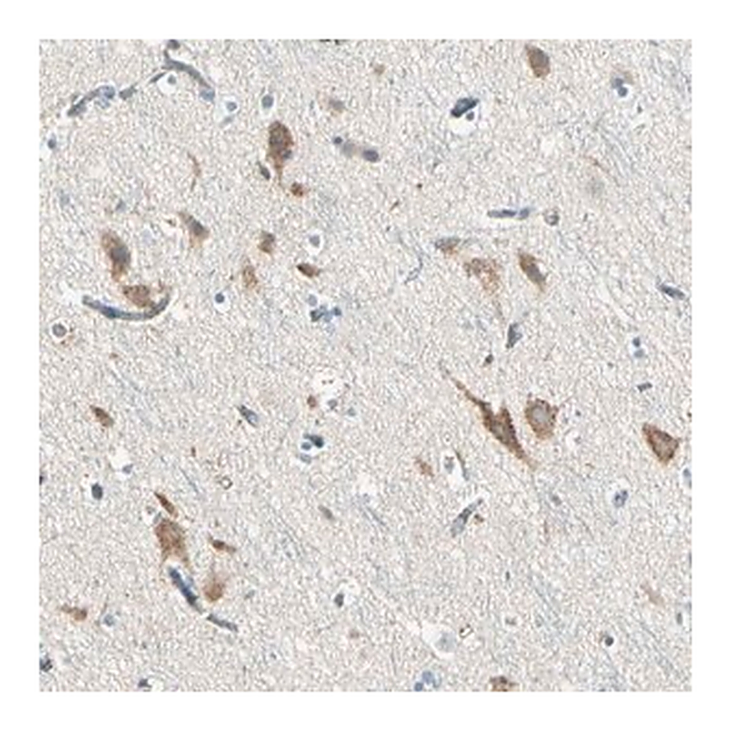 Merck Anti-SLC6A15 antibody produced in rabbit