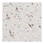 Merck Anti-SLC6A15 antibody produced in rabbit