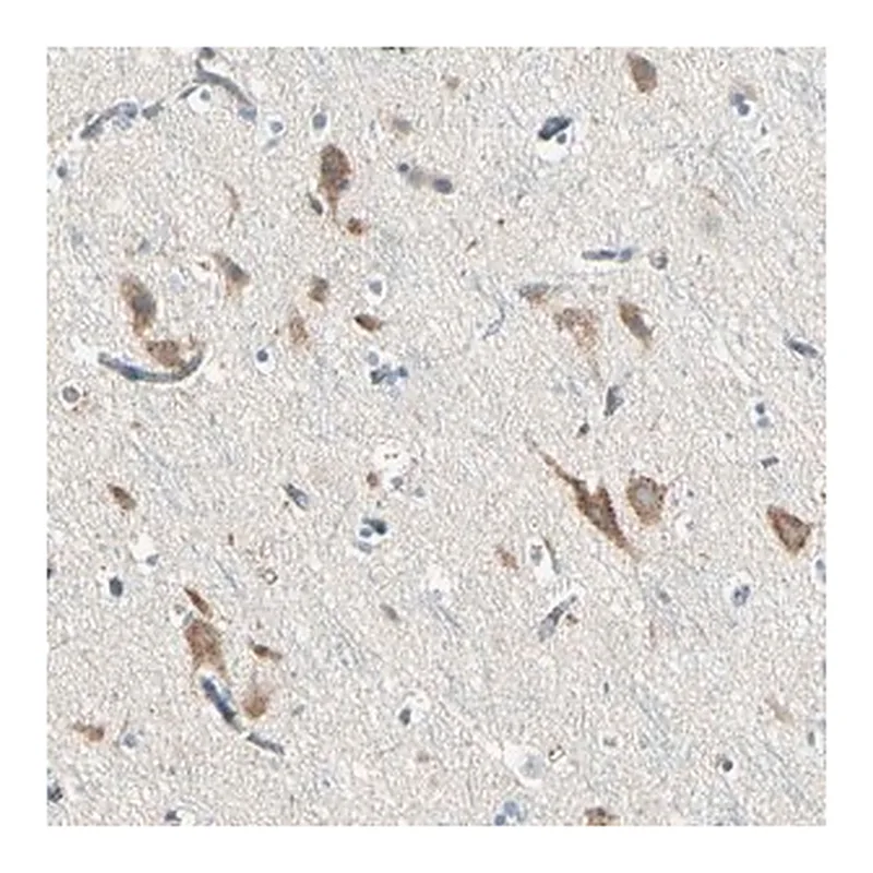 Merck Anti-SLC6A15 antibody produced in rabbit