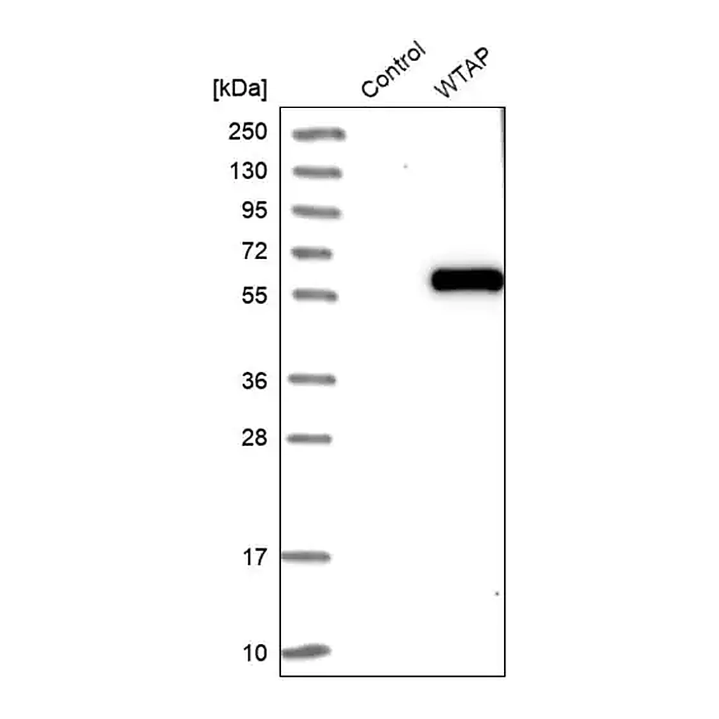 Merck Anti-WTAP antibody produced in rabbit