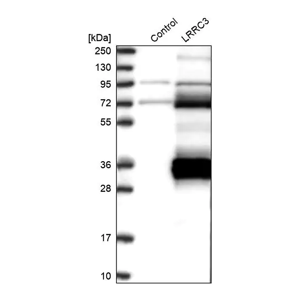 Merck Anti-LRRC3 antibody produced in rabbit